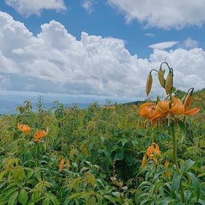 Meet your Posher, Talia